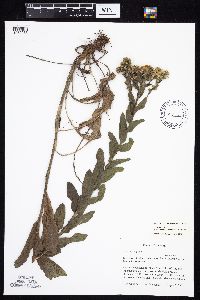Solidago rigida subsp. humilis image