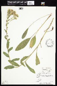 Solidago rigida subsp. humilis image