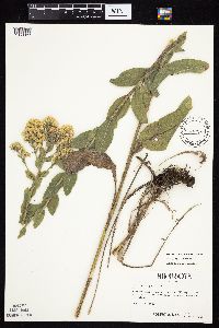 Solidago rigida subsp. rigida image