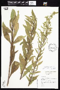 Solidago rigidiuscula image