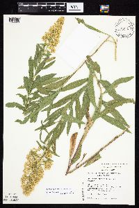 Solidago rigidiuscula image
