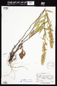 Solidago rigidiuscula image