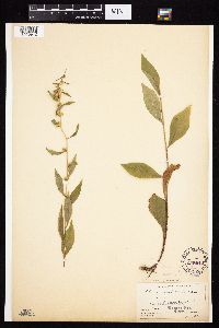 Image Associated With the Occurrence