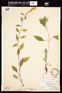 Image Associated With the Occurrence