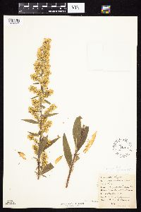 Solidago rigidiuscula image
