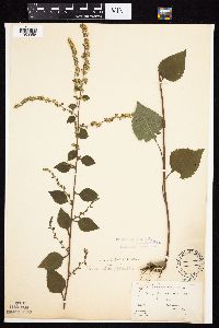 Image Associated With the Occurrence