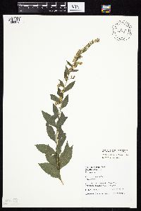 Solidago ulmifolia var. ulmifolia image