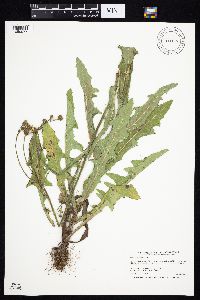 Sonchus arvensis image