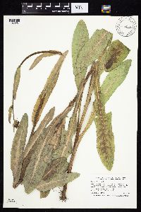 Sonchus arvensis image