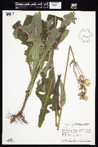 Sonchus arvensis subsp. uliginosus image