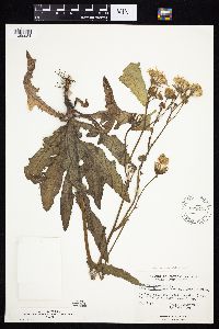 Sonchus arvensis subsp. uliginosus image