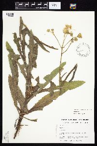 Sonchus asper image