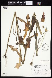 Sonchus oleraceus image