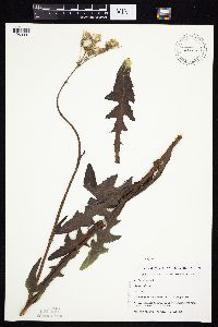 Sonchus oleraceus image