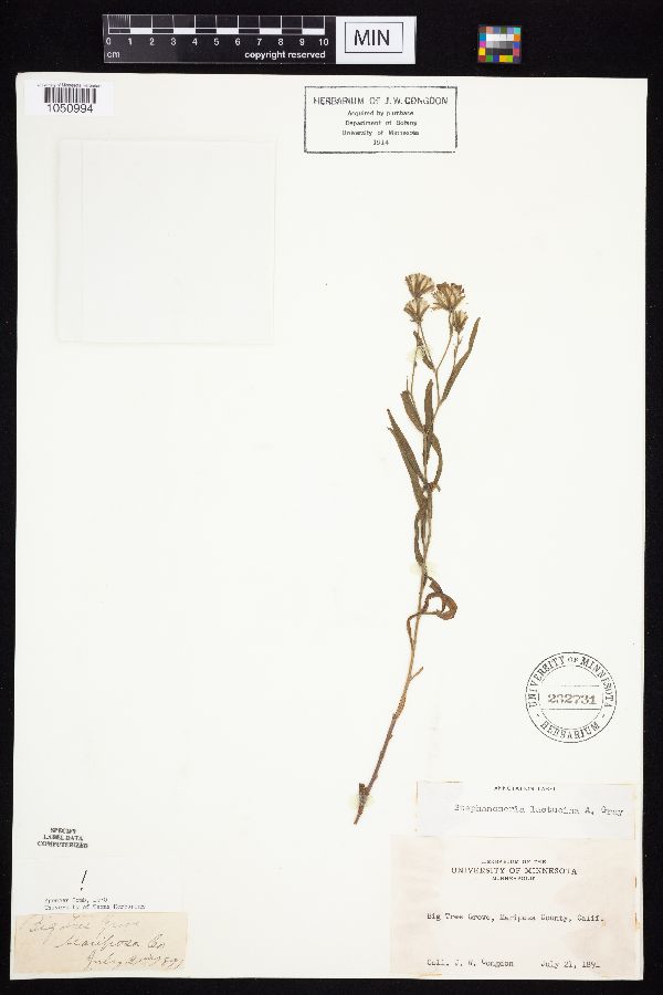 Stephanomeria lactucina image