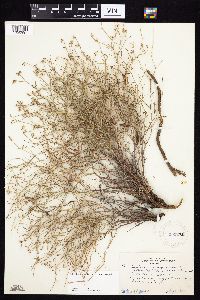 Stephanomeria tenuifolia image