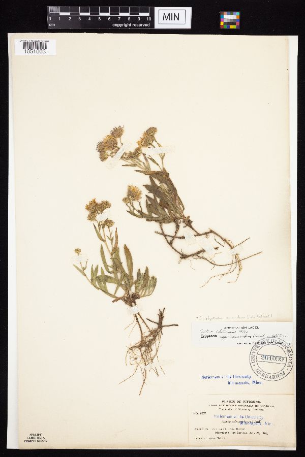 Symphyotrichum ascendens image