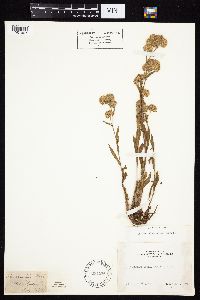 Symphyotrichum ascendens image