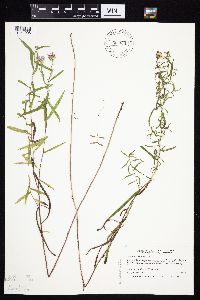 Symphyotrichum boreale image