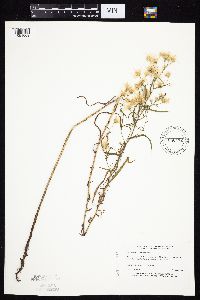 Symphyotrichum boreale image