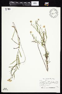 Symphyotrichum boreale image