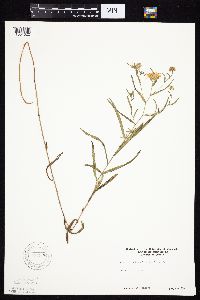 Symphyotrichum boreale image