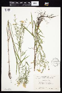 Symphyotrichum boreale image