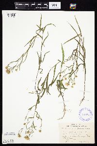 Symphyotrichum boreale image