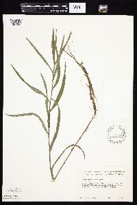 Symphyotrichum boreale image