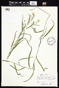 Symphyotrichum boreale image