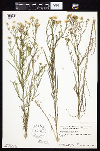 Symphyotrichum boreale image