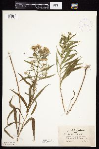 Symphyotrichum boreale image