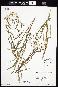 Symphyotrichum boreale image