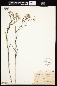 Symphyotrichum boreale image