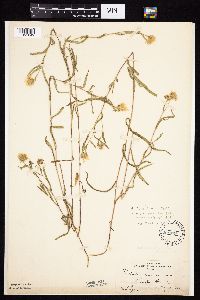 Symphyotrichum boreale image