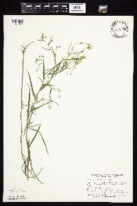 Symphyotrichum boreale image