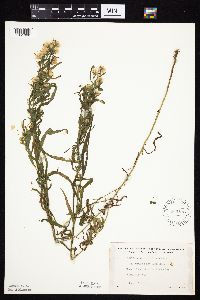 Symphyotrichum boreale image