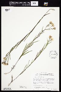 Symphyotrichum boreale image