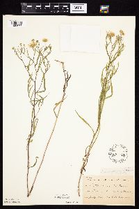 Symphyotrichum boreale image