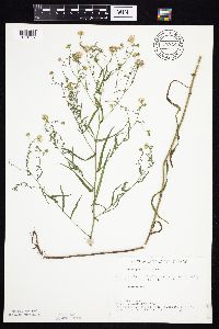 Symphyotrichum boreale image