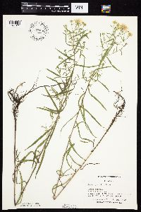 Symphyotrichum boreale image
