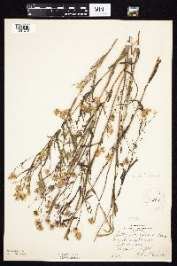 Symphyotrichum boreale image