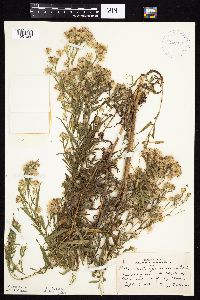 Symphyotrichum boreale image