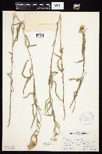 Symphyotrichum boreale image