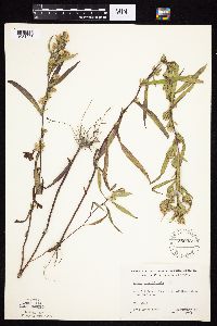 Symphyotrichum boreale image