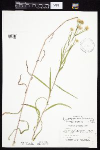 Symphyotrichum boreale image