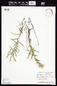 Symphyotrichum boreale image