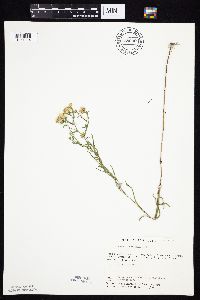 Symphyotrichum boreale image
