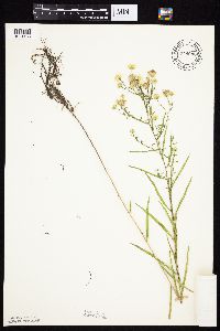 Symphyotrichum boreale image