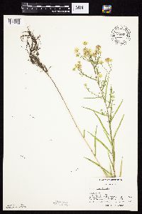 Symphyotrichum boreale image